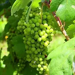 Casa vacanze Laendliche Casa Da Rocha By Interhome *