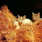 Laendliche Casa Da Rocha By Interhome *