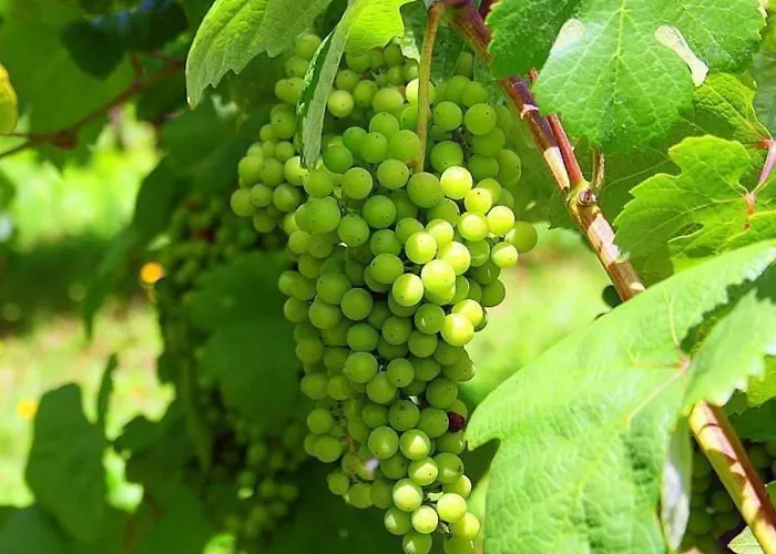 Casa vacanze Laendliche Casa Da Rocha By Interhome *