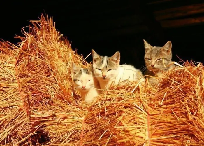 Laendliche Casa Da Rocha By Interhome *